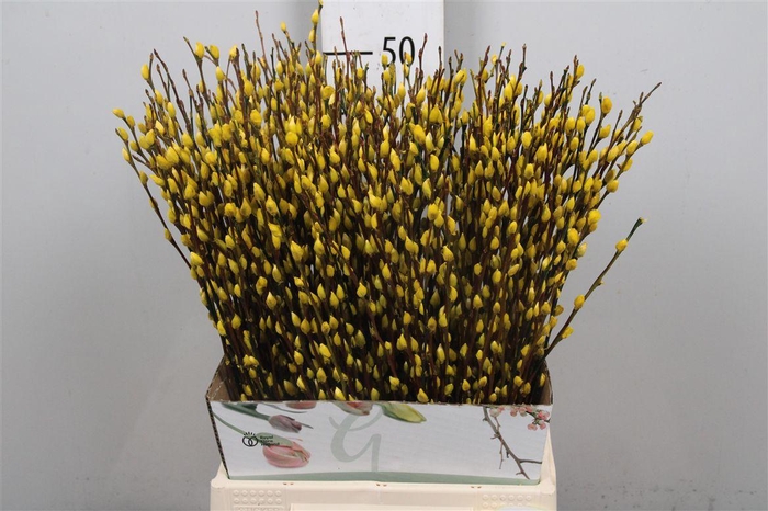 <h4>Salix Klb Yellow</h4>