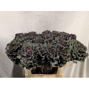 Brassica black angel