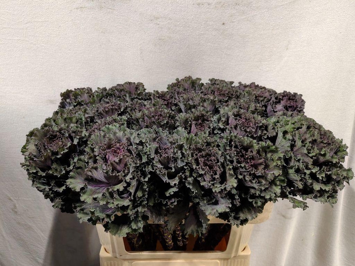 <h4>Brassica black angel</h4>