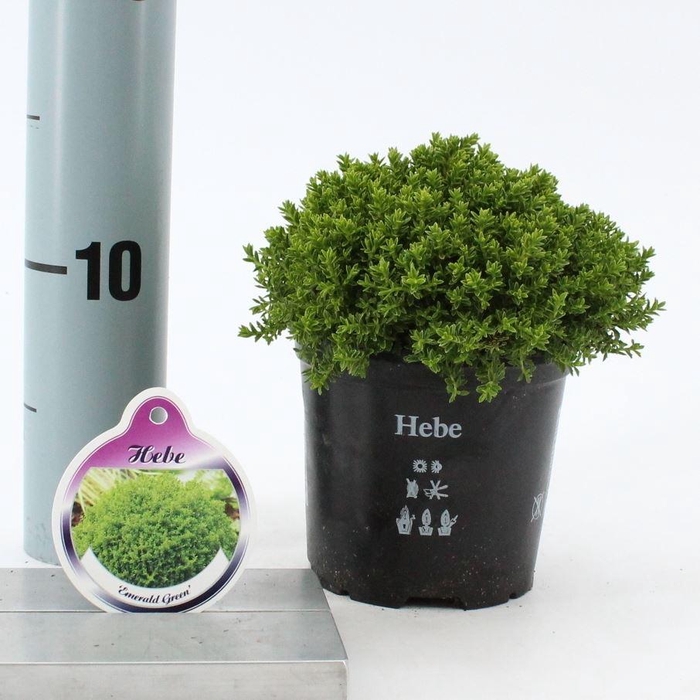 <h4>Hebe Emerald</h4>