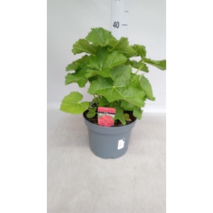 Alcea rosea 'Scarlett OHara'