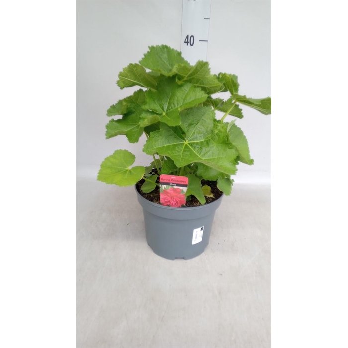 <h4>Alcea rosea 'Scarlett OHara'</h4>