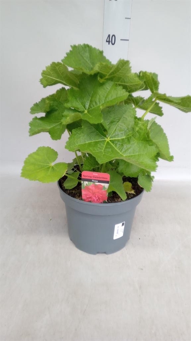 Alcea rosea 'Scarlett OHara'