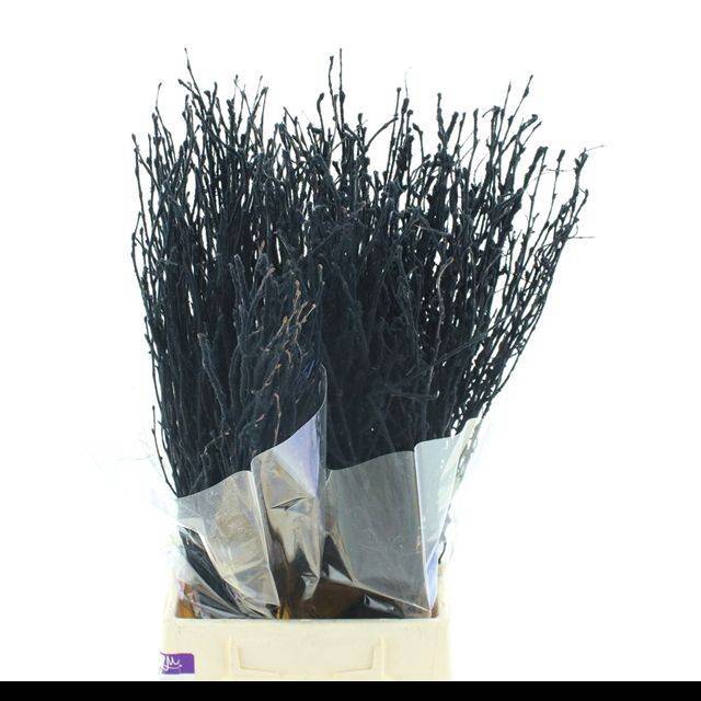 <h4>BETULA OV KLB H%</h4>