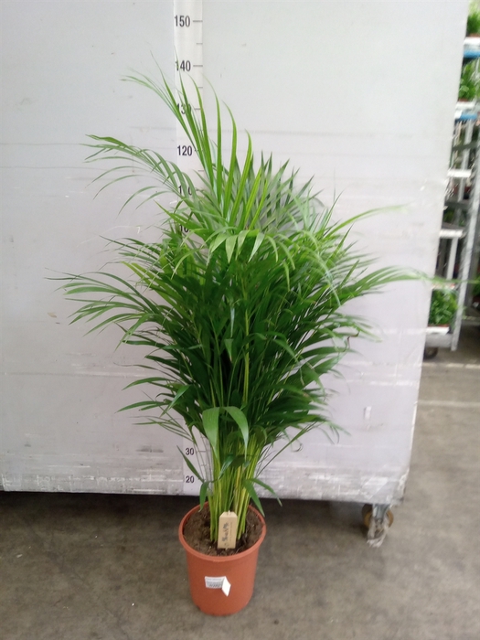 Dypsis lutescens   ...Chrysalidoca