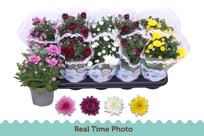 <h4>CHRYS GEVULDBL GEM</h4>