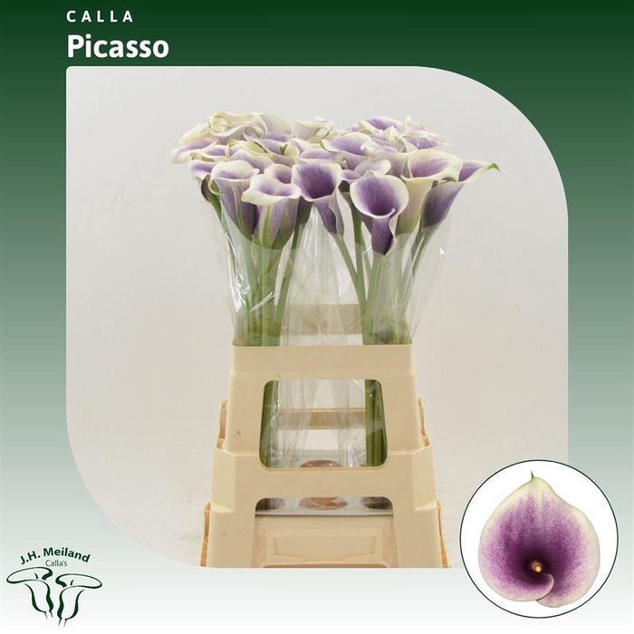 <h4>Calla Picasso</h4>
