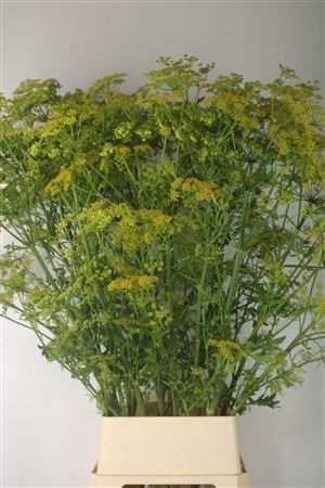 <h4>Angelica Gigas Yellow</h4>