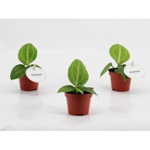 Anthurium Villenaorum