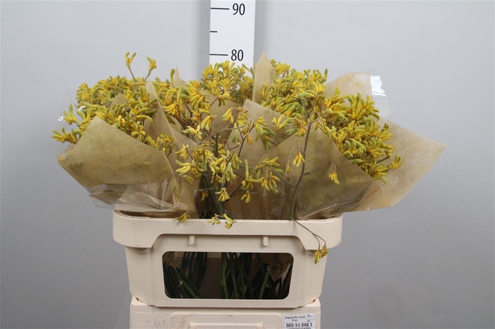 <h4>Anigoz Bush Down</h4>