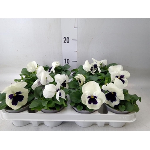 Viola wr. 'Alpha White wBlotch'