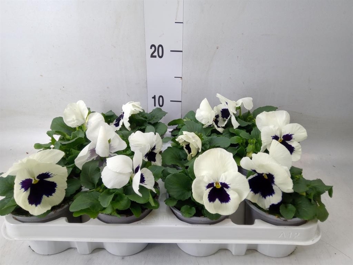 <h4>Viola wr. 'Alpha White wBlotch'</h4>