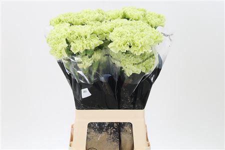 <h4>Di St Jungle</h4>