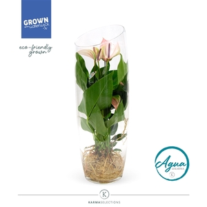 Anthurium - KARMA Pulse | Aqua di Karma | Sky 50cm