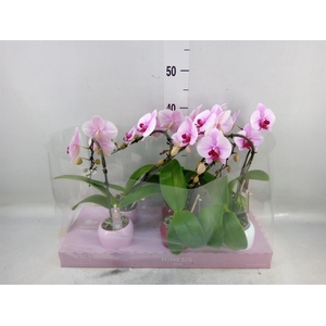 Phalaenopsis   ...