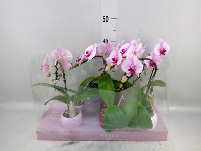 <h4>Phalaenopsis   ...</h4>