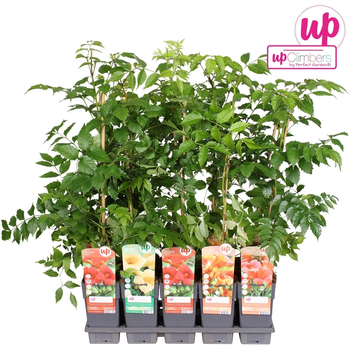 <h4>Campsis mix tray geent P15</h4>