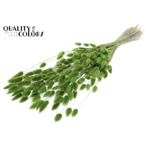 Lagurus Premium per bunch Light Green