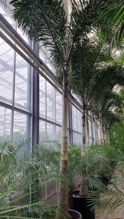 <h4>Wodyetia bifurcata</h4>