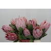 Protea Cynaroides
