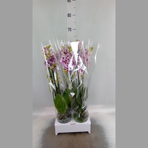 Phalaenopsis   ...white