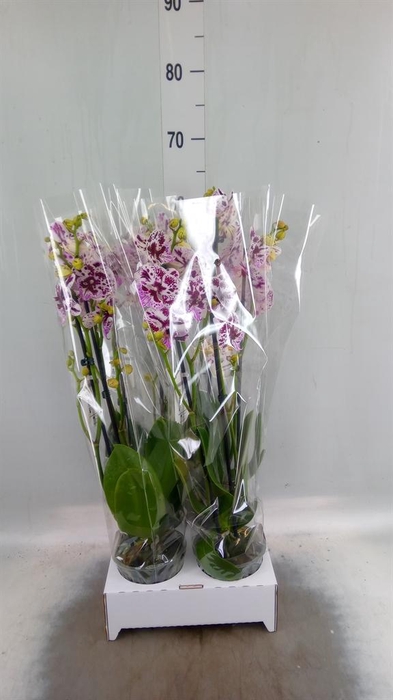 <h4>Phalaenopsis   ...white</h4>