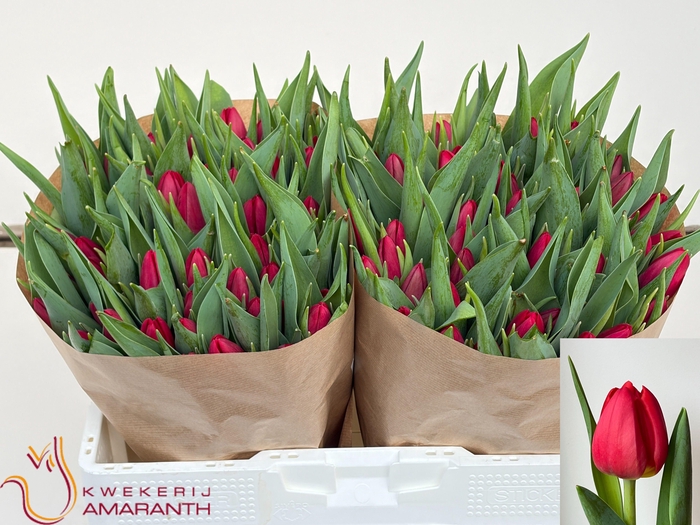 <h4>TU EN RED PENSION</h4>