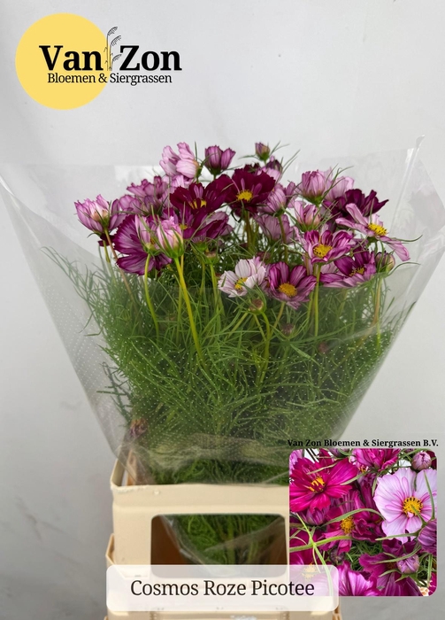 <h4>COSMOS BIPINNATUS</h4>