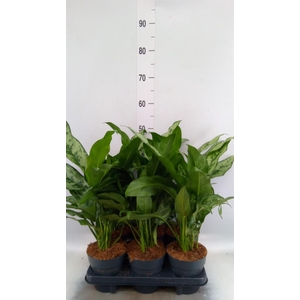 Aglaonema   ...