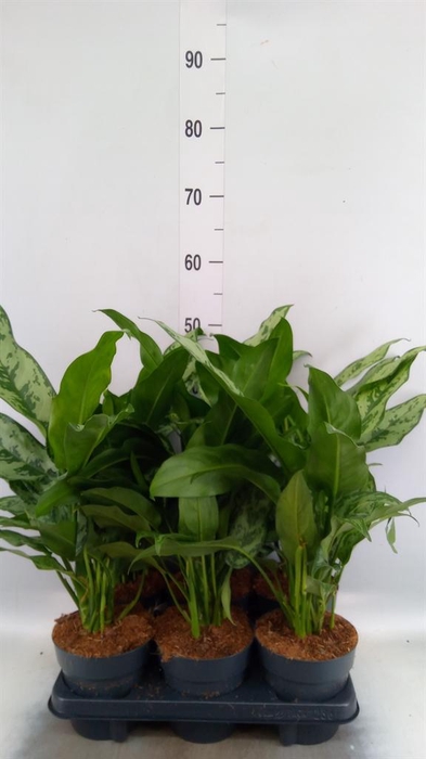 <h4>Aglaonema ...</h4>