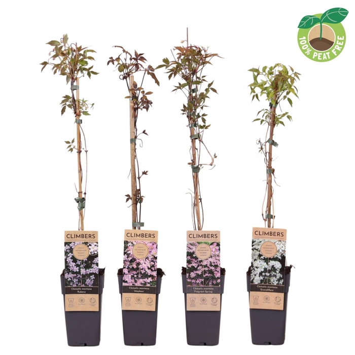 <h4>Clematis Montana</h4>