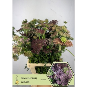 DAUCUS CAROTA DARA