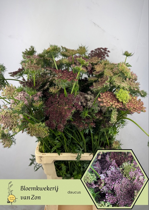 <h4>DAUCUS CAROTA DARA</h4>