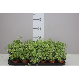 Hedera He White Wonder