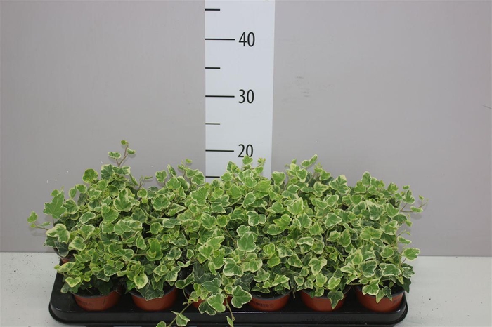 <h4>Hedera He White Wonder</h4>