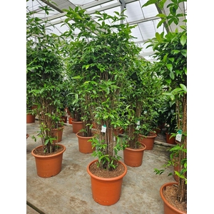 Dracaena surculosa