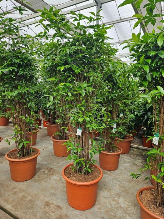 <h4>Dracaena surculosa</h4>