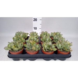 Crassula   ...