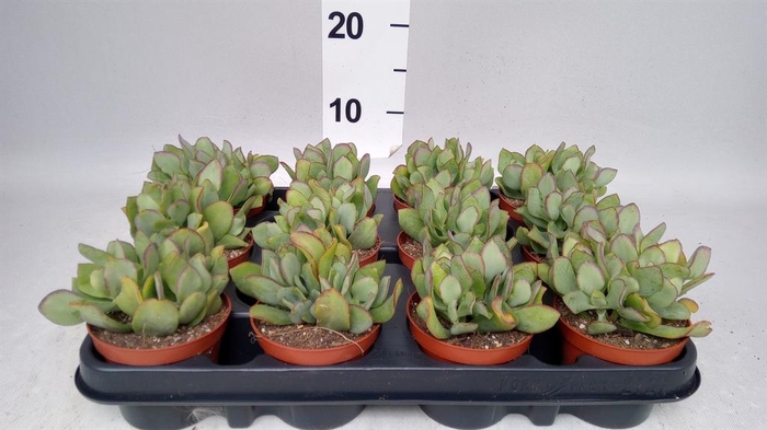 <h4>Crassula   ...</h4>