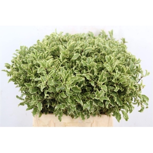 Pitto Nigra 40-45cm P Bos X5 P Bos