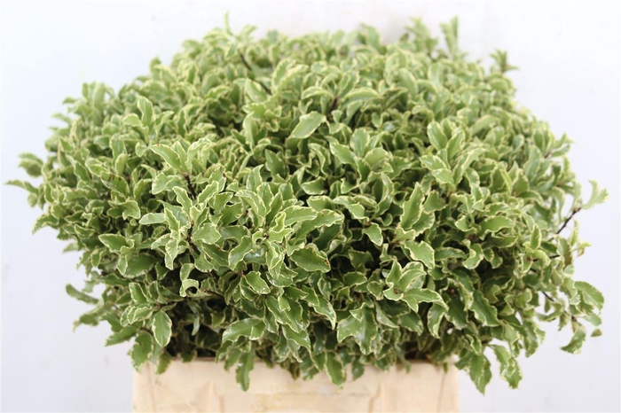 <h4>Pitto Nigra 40-45cm P Bos(5 Stems A Bunch)</h4>