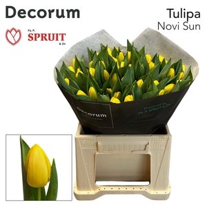 Tu En Novi Sun Box S 50