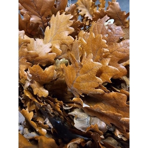 GESTABILISEERD EIK ORANJE