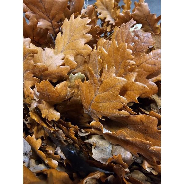 <h4>GESTABILISEERD EIK ORANJE</h4>