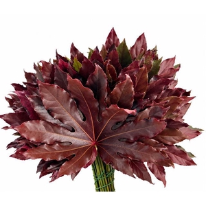 Aralia Absorbed Red