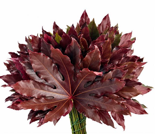 <h4>Aralia Absorbed Red</h4>
