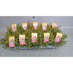 Calluna vulg. ...mix 2