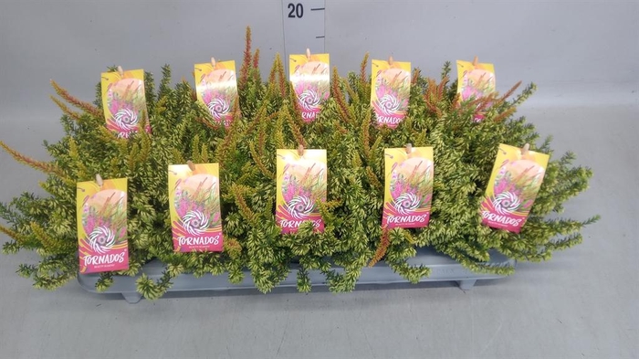 <h4>Calluna vulg. ...mix 2</h4>
