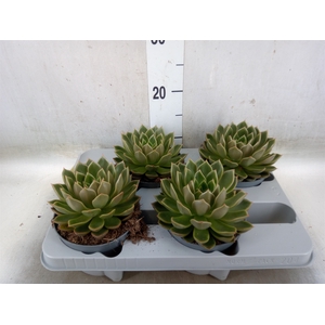 Echeveria   ...not flowering