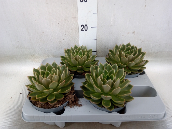 <h4>Echeveria   ...not flowering</h4>